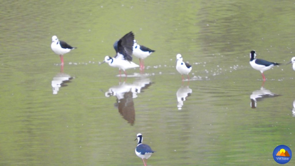 Aves en la Laguna de Yala
