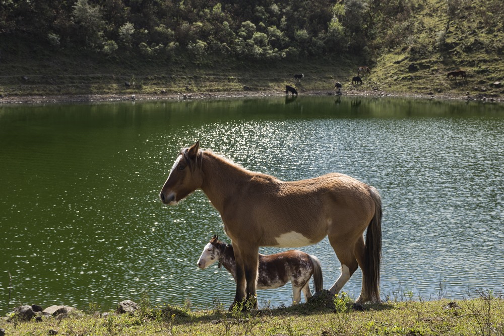 Lagunas de Yala Fauna