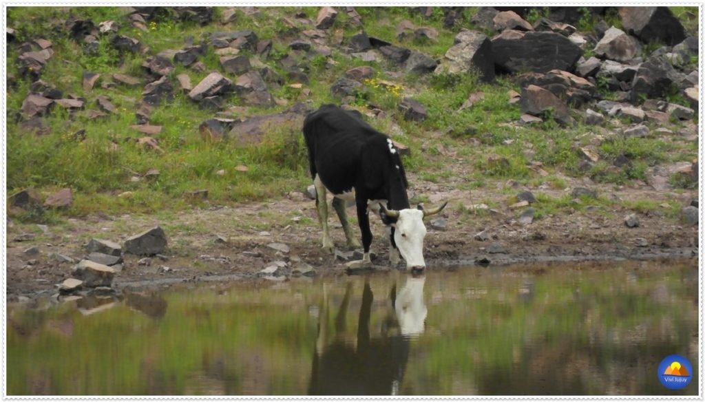 Vaca Laguna de Yala