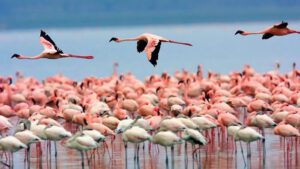 Flamencos Laguna de los Pozuelos