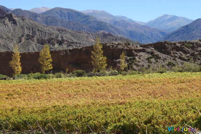 Bodega Fernando Dupont 1