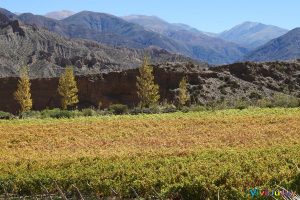 Bodega Fernando Dupont