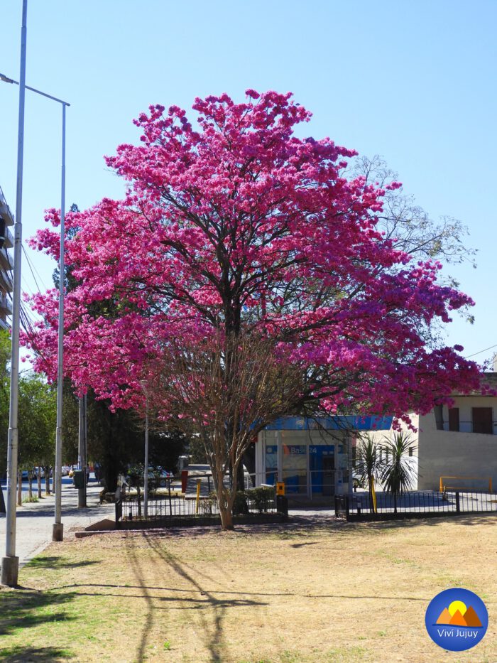 Lapacho Rosado