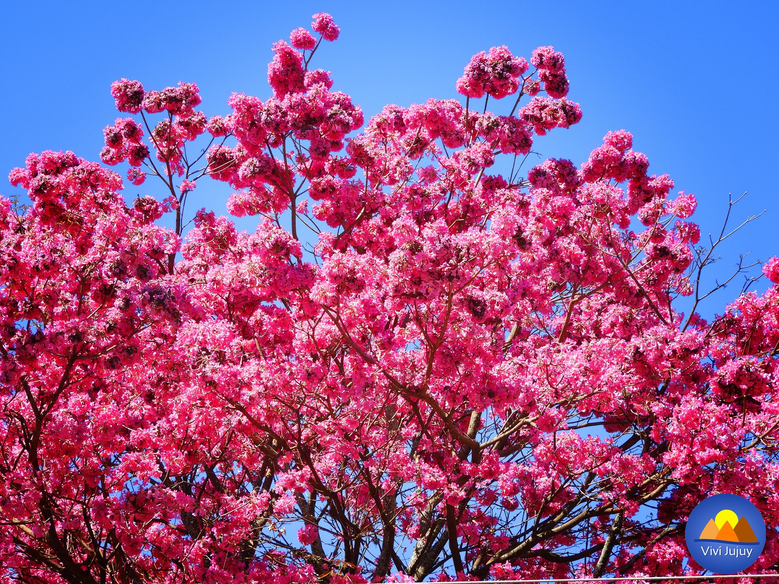 Flor del Lapacho