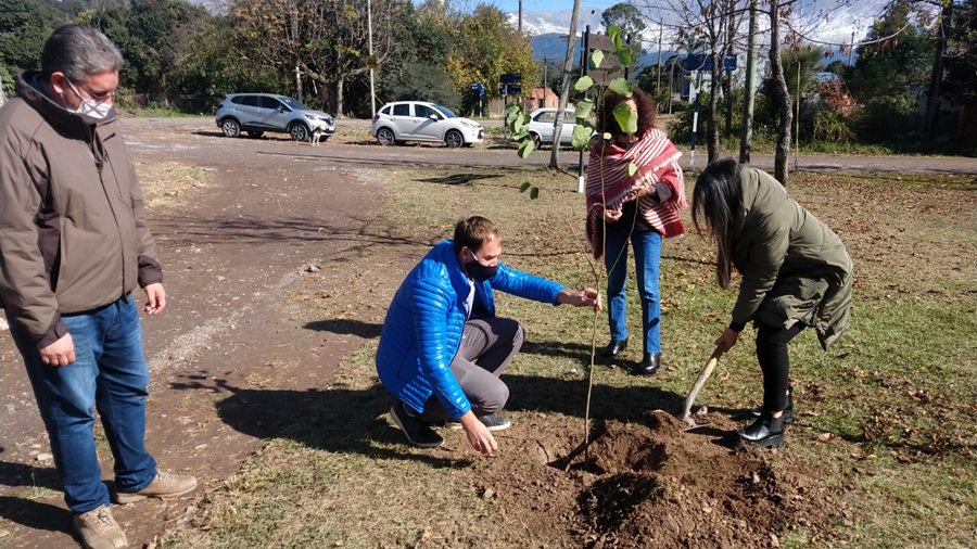 plantando arboles