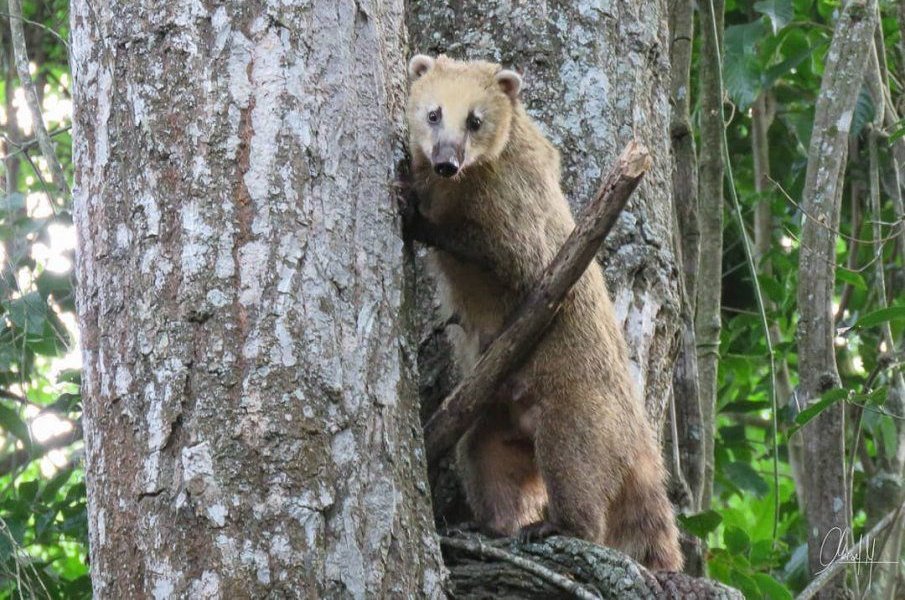 Coatí