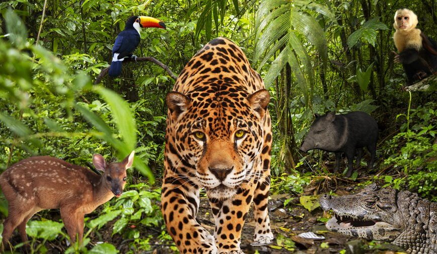 Parque Nacional Calilegua