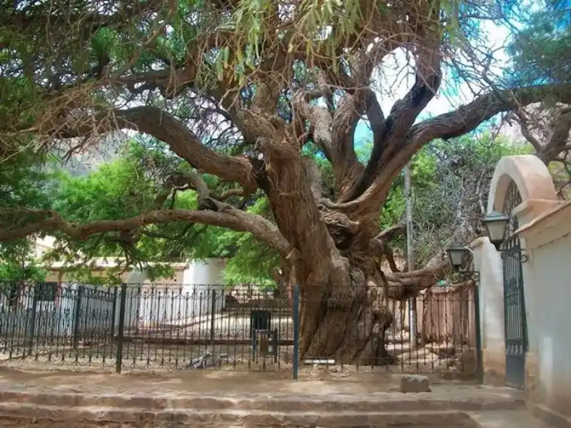 Algarrobo histórico de Purmamarca